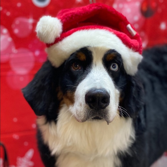 Meet your Posher, Kristy - Picture 1 of 1